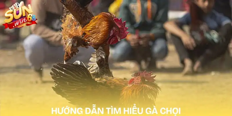 cach-choi-da-ga-online-huong-dan-tham-gia