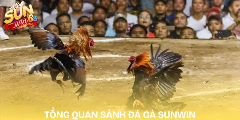 da-ga-sunwin-thong-tin-tong-quan